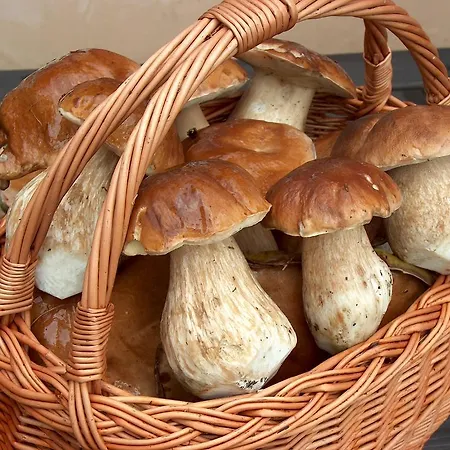 Πανσιόν Podlesi